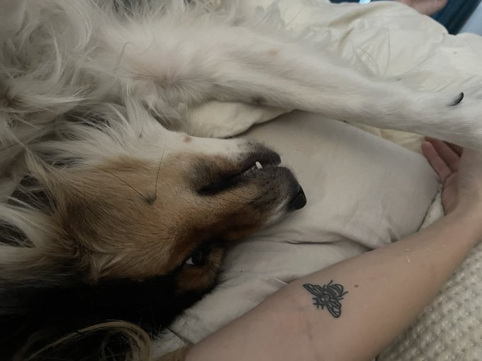 vampire girl https://t.co/UPspi4N25n