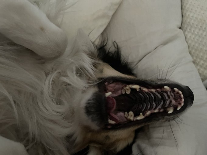 vampire girl https://t.co/UPspi4N25n