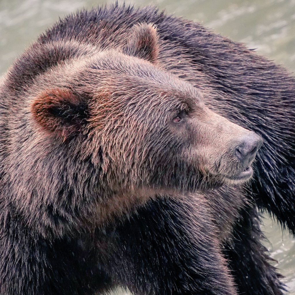 StillpointLodge's tweet photo. Alaska: Answer the call of the Wild
Experience Bear Viewing in Katmai or Lake Clark National Park with a scenic flight and gourmet lunch included! #adventuretravel #Alaska #virtuoso #LuxuryTravel #bearviewing #flightseeing #stillpointlodge #halibutcove https://t.co/dtt68ujLdG
