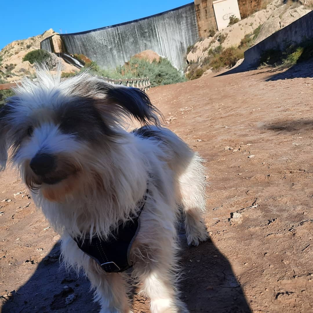 Jagger_2014's tweet photo. Hola amigos 🐷🐅🐵🐕‍🦺🐏🐁🦨🐰
He estado de excursión en el Pantano de #Elche ⛰🏞

Me ha encantado toda la zona 😊 https://t.co/flSx4AVWzN