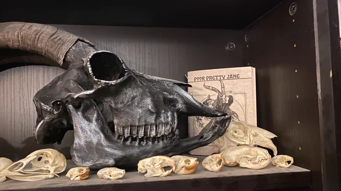 One day I noticed this book on one of my shelves of animal skulls and honestly have no idea who gave it to me or how it ended up in my home, so I guess I've cultivated a space where things like this just manifest now 