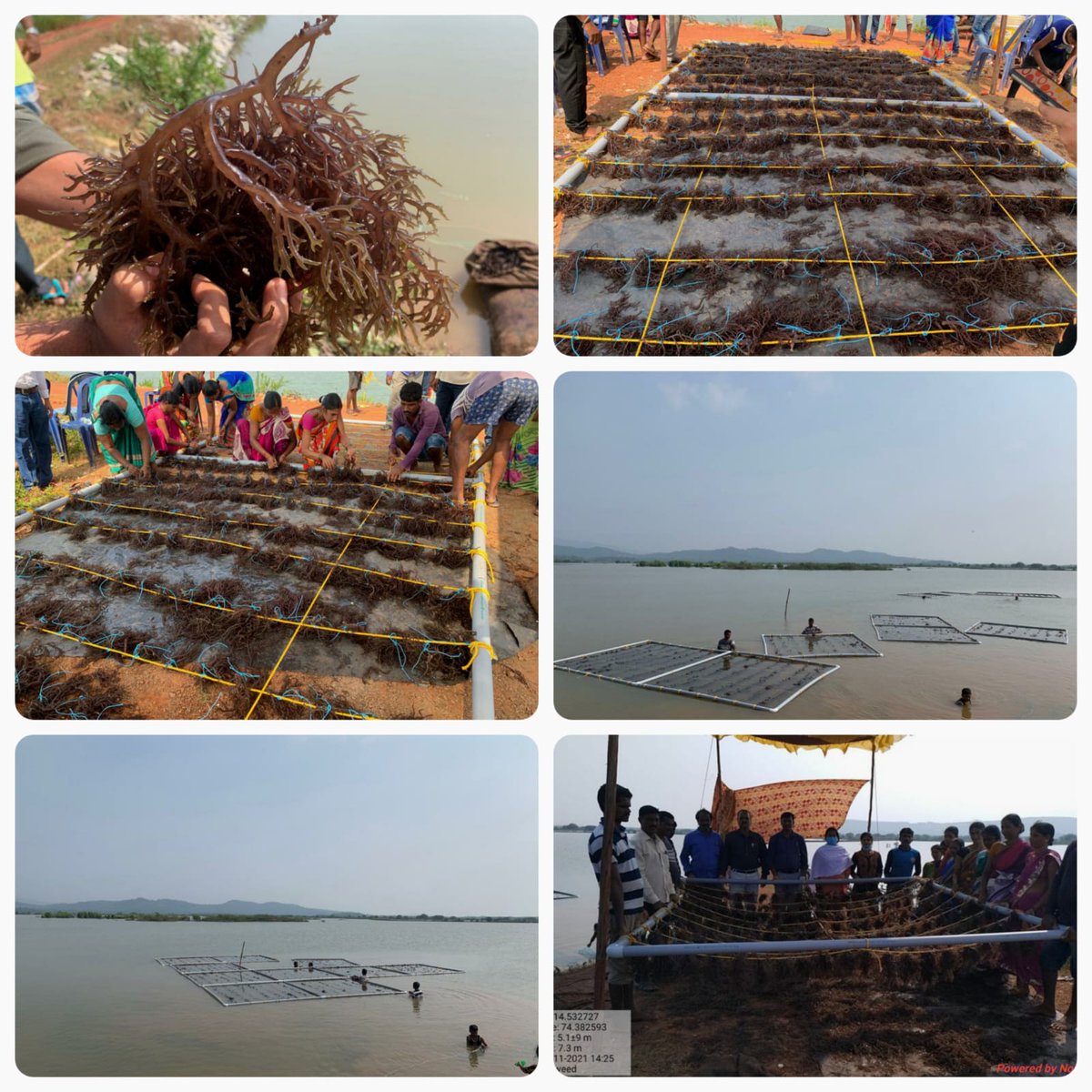 U_K_FISH's tweet photo. ಕರ್ನಾಟಕ ರಾಜ್ಯದಲ್ಲಿ ಪ್ರಥಮ ಬಾರಿಗೆ ಪ್ರಧಾನ ಮಂತ್ರಿ ಮತ್ಸ್ಯ ಸಂಪದ ಯೋಜನೆಯಡಿ  ಸಮುದ್ರ ಪಾಚಿಕೃಷಿಯನ್ನು (raft culture) ಉತ್ತರ ಕನ್ನಡ ಜಿಲ್ಲೆ ಕುಮಟ ತಾಲ್ಲೂಕಿನ ಬೆಟ್ಕುಳಿ ಗ್ರಾಮದಲ್ಲಿ ಕೈಗೊಳ್ಳಲಾಗಿದೆ @dof_kar https://t.co/RsLhg0oSdh