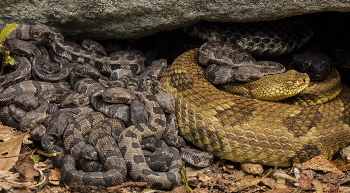 calacademy's tweet photo. It's unanimous (pretty sure): Nothing says cozy holiday-family-vibes like a snuggly pile of rattlesnakes in lovely fall colors. 🍂 The story behind the snuggle via @bioGraphic: https://t.co/9Ml3kqnk2d https://t.co/Xxz6vG9qAS