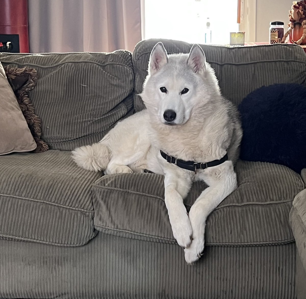 What a diva #huskyinthehouse #couchdogs