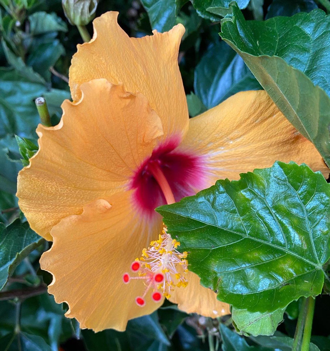 NyStefand's tweet photo. Here is a few of our favorite pictures, while shopping for seeds and pots during the pandemic.
Go check out our new video! ⬇️
Enjoying the summer in a Pandemic (shopping, planting and tanning) https://t.co/8Yl4X9R3bR
#motherdaughter #pandemicsummer #planting #gardening https://t.co/1U2U4O1Gz3