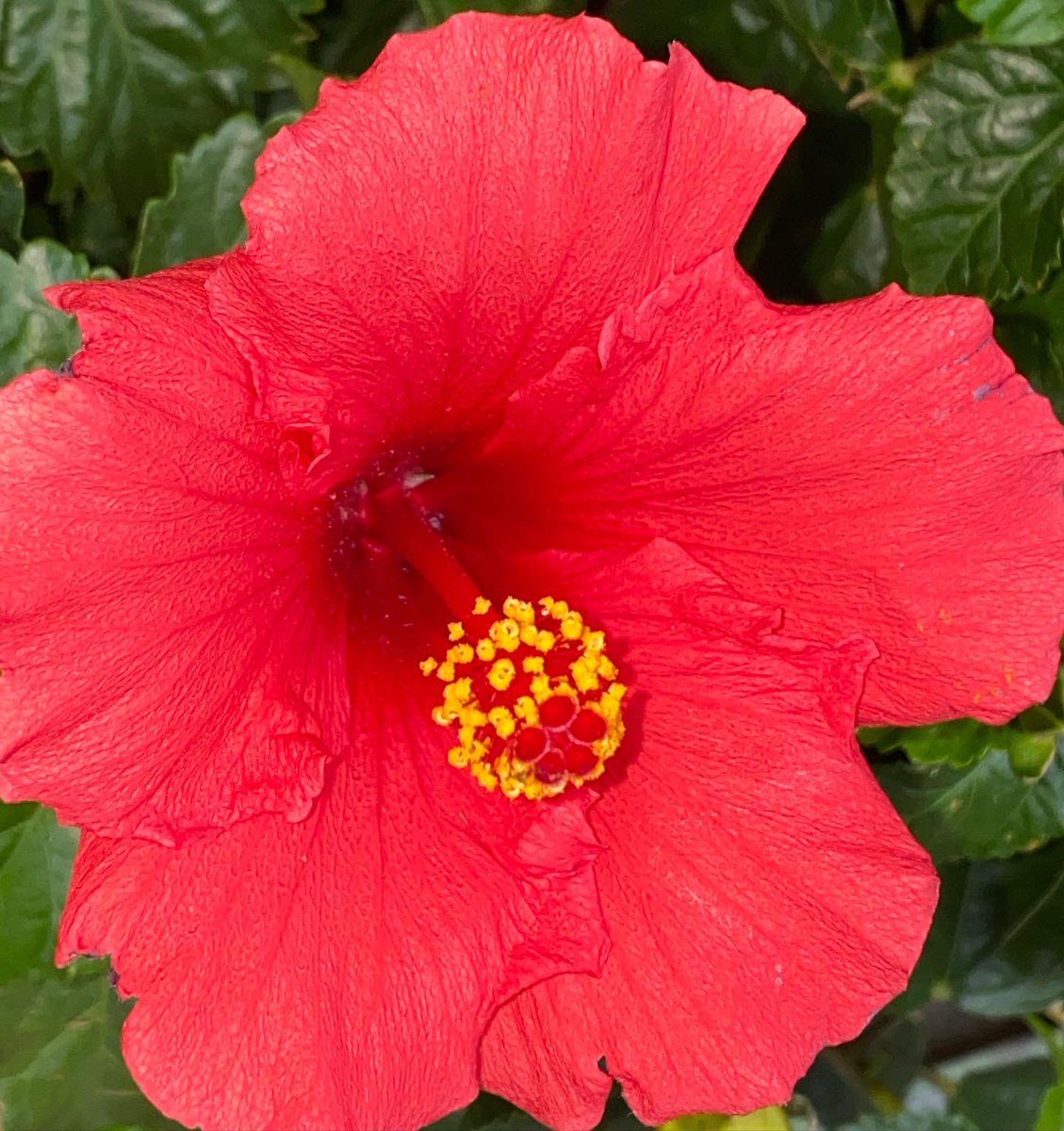 NyStefand's tweet photo. Here is a few of our favorite pictures, while shopping for seeds and pots during the pandemic.
Go check out our new video! ⬇️
Enjoying the summer in a Pandemic (shopping, planting and tanning) https://t.co/8Yl4X9R3bR
#motherdaughter #pandemicsummer #planting #gardening https://t.co/1U2U4O1Gz3