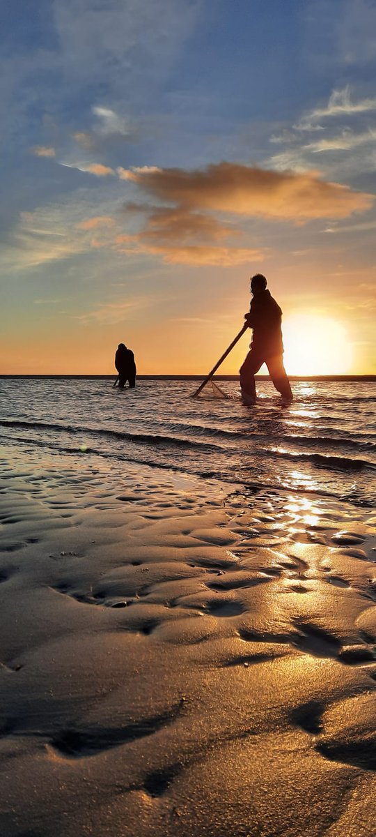 #Ameland #Garnalen #kruien
#Eilandleven