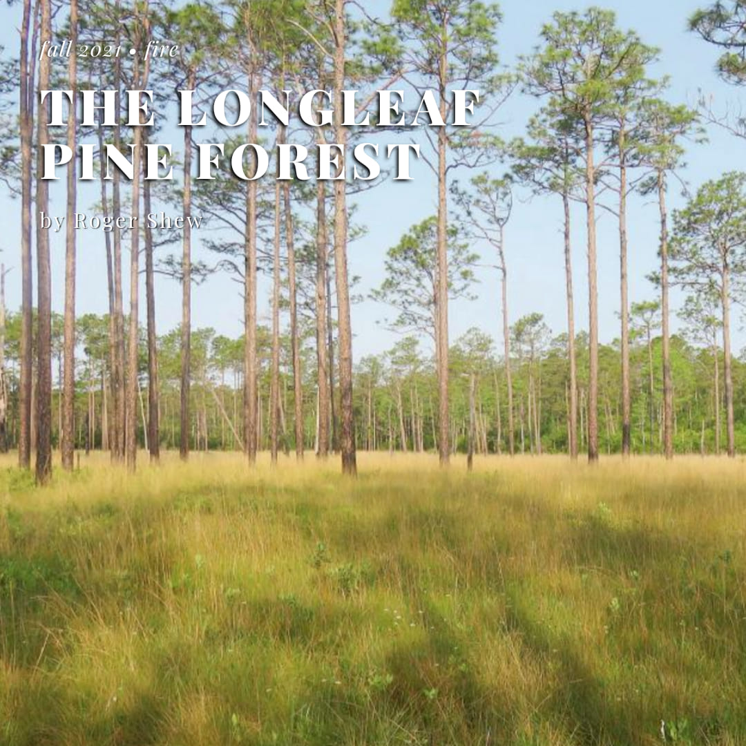 In his article, Roger Shew dives into fire management and biodiversity in Longleaf Pine forests. 
Follow the link below to read the full article:
issuu.com/capefear.../do…