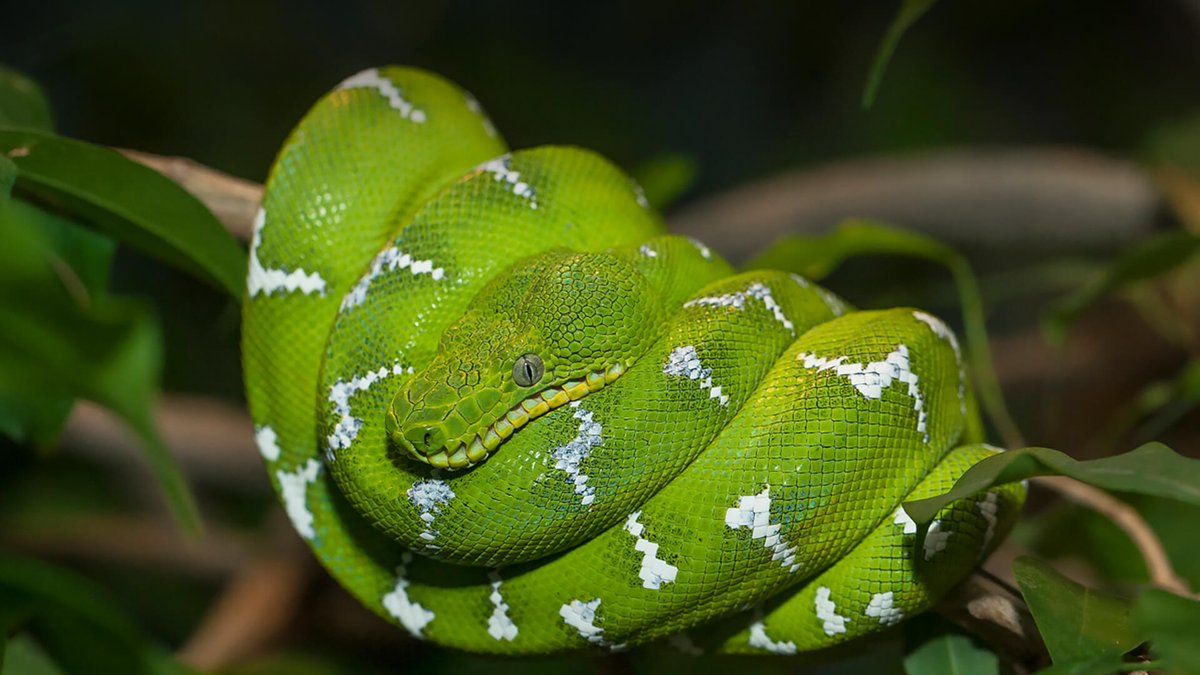 LunSnakeNFT's tweet photo. My favorite species of snake is Boa.

In total, we got 20 species from the Boidae family as LunSnakes 🐍

Most of them are endemic to Amazon. Very surprisingly, one of those is extinct! 🐉

#NFTshill #nftcollectors #NFTcollections #lunanft #NFTdrops #NFTs #terramint $UST #boa https://t.co/Vk409HLi6j