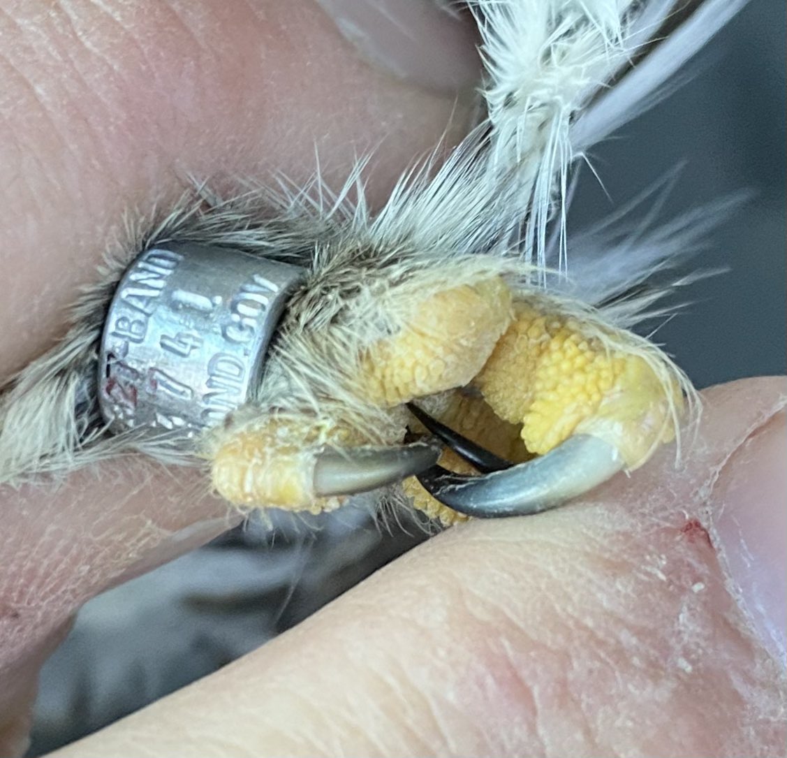 NorthernBirder's tweet photo. Almost 8% of all northern pygmy-owls  banded during our study have had preexisting foot injuries. Our best guess is a struggle with prey. These little owls don’t know they are pygmy-sized and sometimes take on more than they should! https://t.co/Wi7LukdwB4