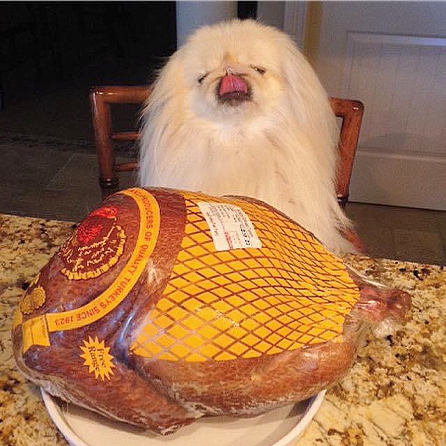 LilCaliGurl's tweet photo. Reminder to thaw so we can get get basted tomorrow! ๐ฆ I can taste it already ๐
.
.
.
#CaliGurl #pekingese #doglife #dogslife #throughadogseyes #thankful #happythanksgiving #Petsgiving #dogthanking #thanksgivingdog #dogsofthanksgiving #turkey #turkeyday https://t.co/ZXFCaghSjd
