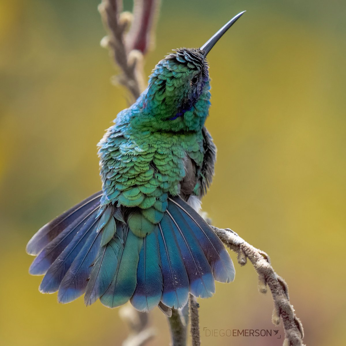En nuestros tutoriales para combinar colores, hoy azules y verdes.