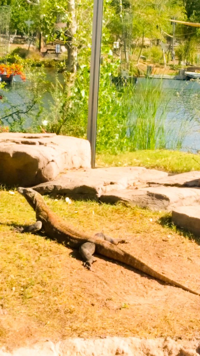 Phoenix zoo! 🦎

#Reptiles #Reptile #Reptilelover