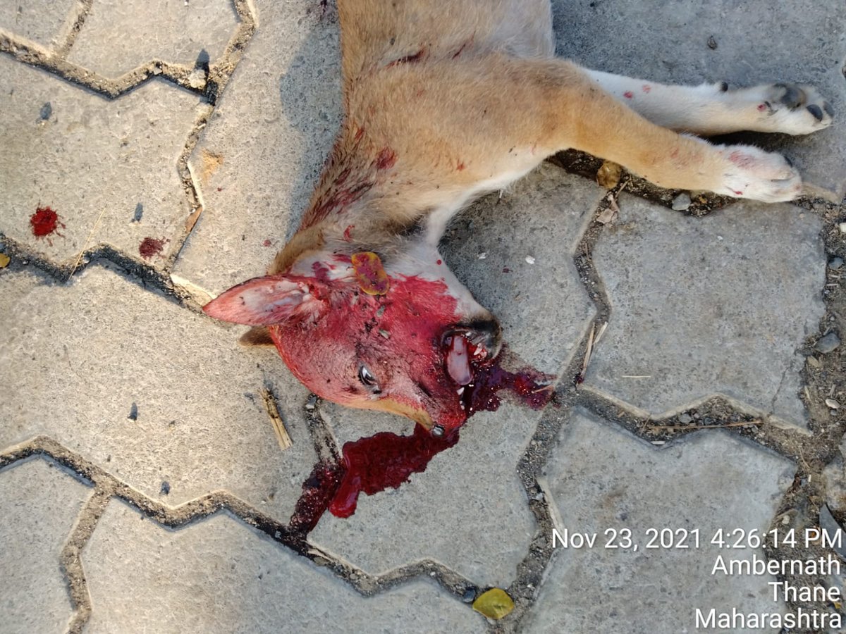 ShrutiNambiar5's tweet photo. I was run over but the person will roam Scot free. Why? Bring the change. We need a Change. @PRupala
@PMOIndia @narendramodi @Manekagandhibjp #PleaseModiJi #PleaseRT #rt #india #NoMore50 #nomore50 #share #AnimalRights #animalcruelty #RT #AmendPCA https://t.co/oUUfRGriaH