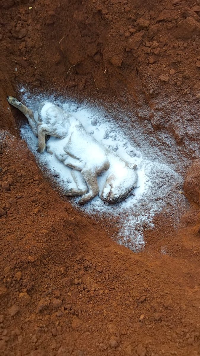 ShrutiNambiar5's tweet photo. I was run over but the person will roam Scot free. Why? Bring the change. We need a Change. @PRupala
@PMOIndia @narendramodi @Manekagandhibjp #PleaseModiJi #PleaseRT #rt #india #NoMore50 #nomore50 #share #AnimalRights #animalcruelty #RT #AmendPCA https://t.co/oUUfRGriaH
