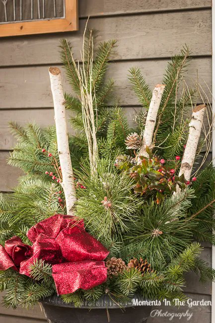 MomentsintheG's tweet image. Onto some more outside Christmas decor.  My outside container has soil in it so it is easy to plant branches of fir and pine along with birch branches plus a few embellishments.  #outsidecontainer #freshgreenery #outsidechristmasdecor #fir #pine #momentsinthegardenphotography