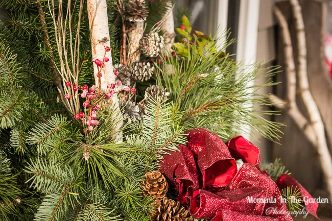 MomentsintheG's tweet image. Onto some more outside Christmas decor.  My outside container has soil in it so it is easy to plant branches of fir and pine along with birch branches plus a few embellishments.  #outsidecontainer #freshgreenery #outsidechristmasdecor #fir #pine #momentsinthegardenphotography