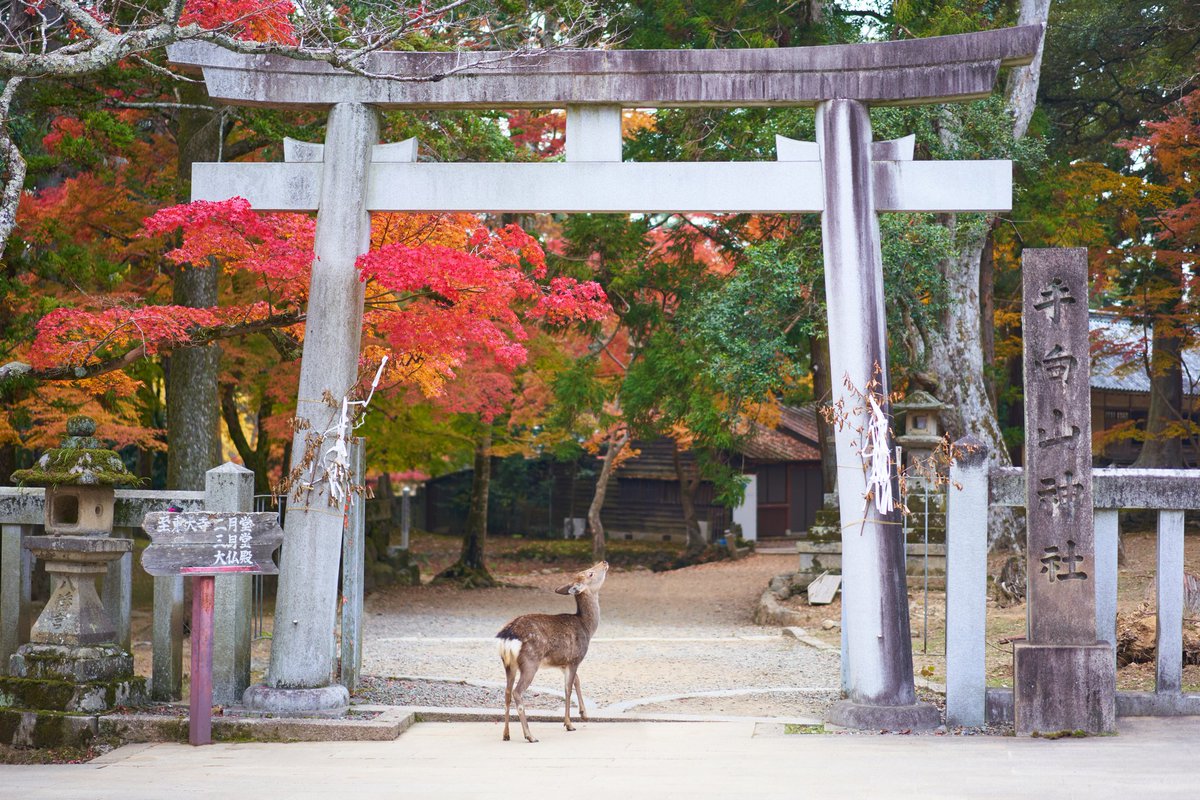 Got deer? JTB USA Honolulu is how you get there! 🦌⛩️🤙

Summer Osaka, Kyoto, Nara Package
May 31 (Tue) ~ Jun 07 (Tue), 2022

jtbusa.com/doc/Print_May3…

#visitjapan #ilovejapan #japantrip #japantravel #visitosaka #visitnara #japan #visitkyoto #visitkansai