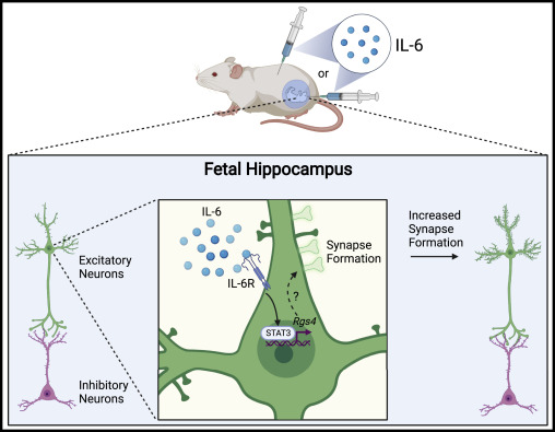 ImmunityCP's tweet photo. Check out this preview from @SchaferLabUMCMS &amp; @TravisFaust2 of work from @Davide54622546 @Michela30586273 &amp; co: "IL-6 boosts synaptogenesis STAT!" https://t.co/1MLp78wR7K https://t.co/GncGVFZ5ks