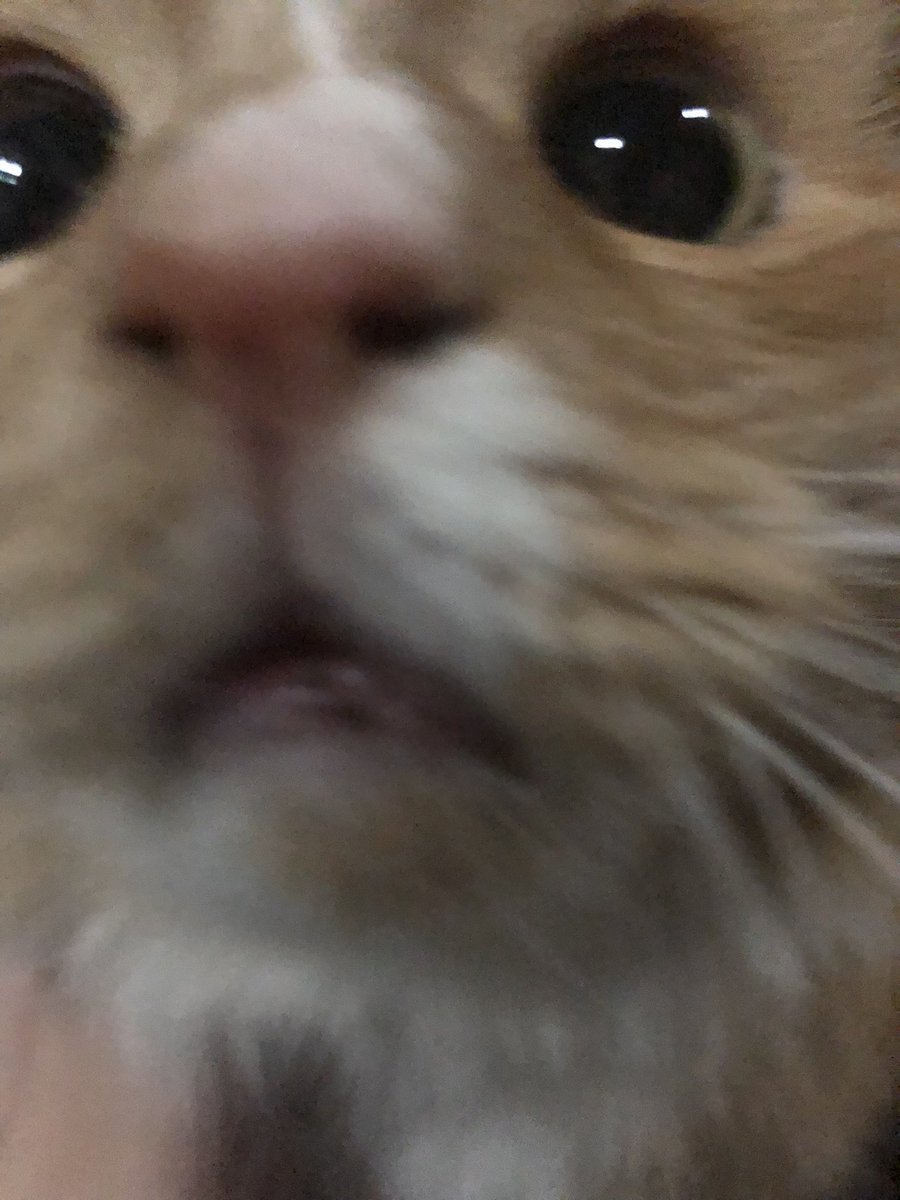 ScreamingSassy's tweet image. wooa
#CatsOfTwitter