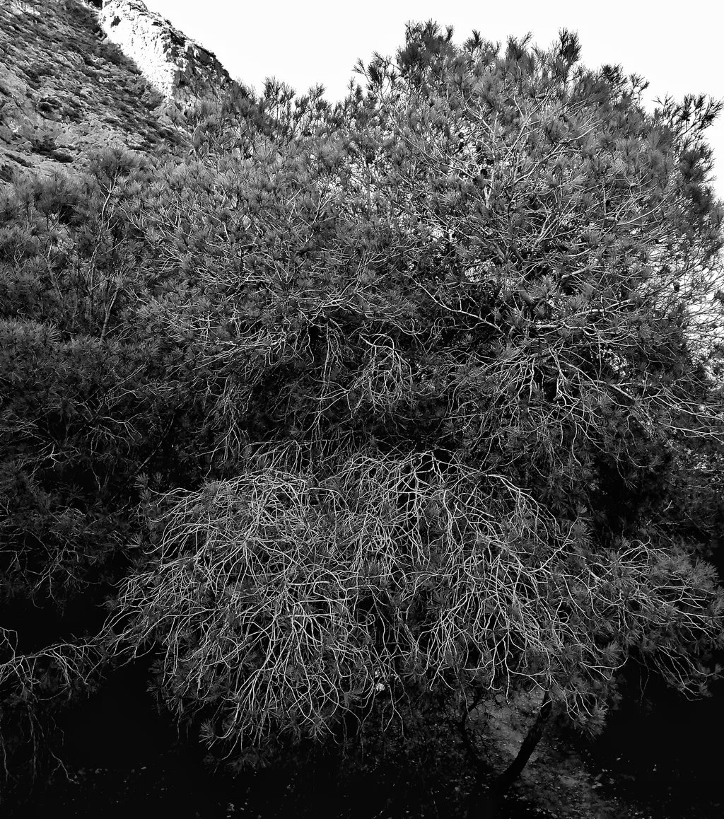 AG_Exposed's tweet photo. The #Bearded One
#blackandwhitephotography
🤖🤖🤖🤖🤖🤖🤖
#NotReallyHere
#Remote #AG_Exp
#Automation
#Tree https://t.co/KwTTR4ffTY