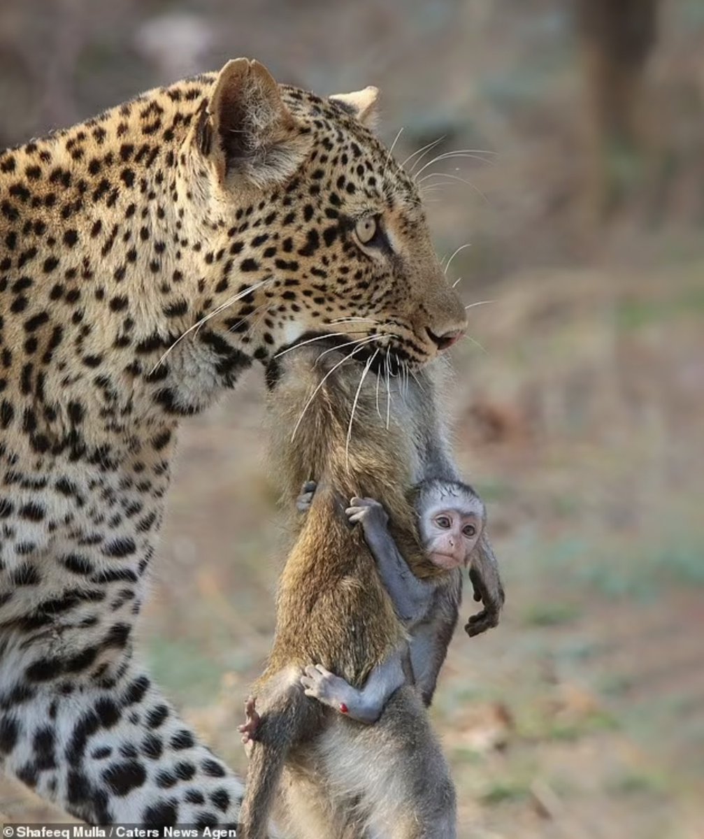 Youridefou's tweet photo. Ce bébé singe s'accroche au cadavre de sa mère qui vient d'être tuée par un léopard. Le petit animal fut aussi dévoré en même temps que sa mère. Photo de Shafeeq Mulla, prise en Zambie (14 oct 2021 ). https://t.co/zwpBJG3nl8