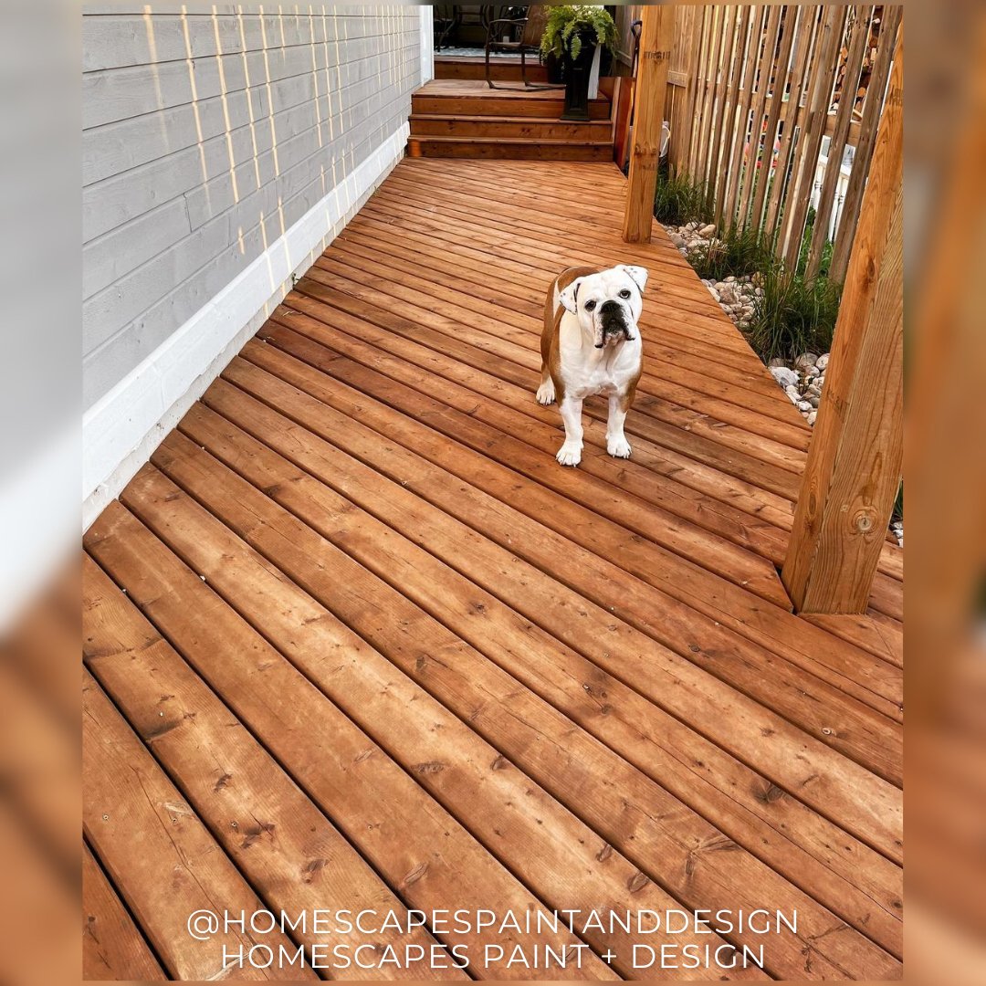 ReadySealinc's tweet photo. I know the puppy is cute, but look at this boardwalk!
Stained last year with #readyseal “Dark Walnut” and still looks amazing.
Via: Homescapes Paint + Design
#getthelook #goofproof #testedandapproved #stainthatlasts #recommended #homescapesbylynn #readysealstain #darkwalnut https://t.co/xipeVQjTNe