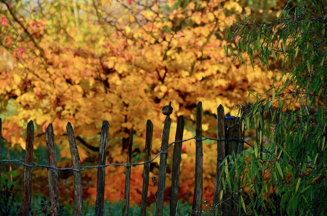 Garden_Notes's tweet image. Herbstlaub gegen Novemberblues: wildgardening.de
#Garten