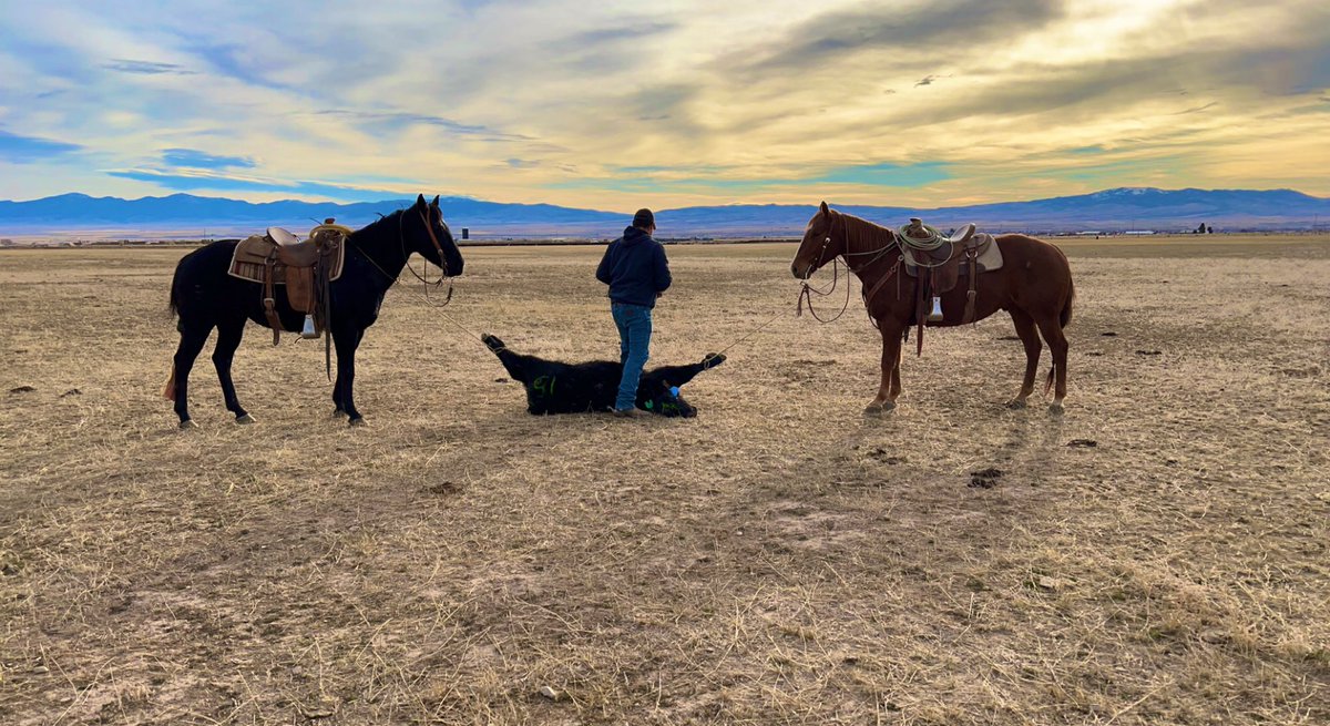 jessifarr_'s tweet photo. Medium ranchin #montana https://t.co/y1GAcwzzed