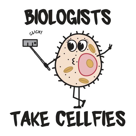 How do Biologists take a photo of themselves?🤔

They take CELLfies!😉

#science #sciencememes #lablife #laboratorylife #labmemes #lifesciences #memes