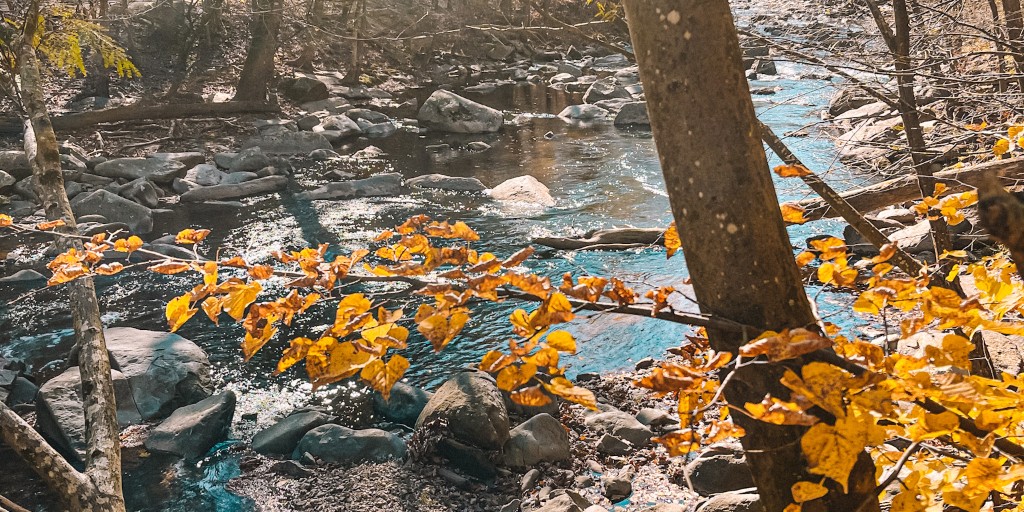 GeorgetownELC's tweet photo. Last Friday, ELC took a hike in Rock Creek Park, admiring the fall leaves and the beautiful river on their walk. Then, they warmed up with a barbecue picnic, enjoying fresh hotdogs and turkey sandwiches!
#washingtondc
#georgetownELC https://t.co/MAPgn743q3