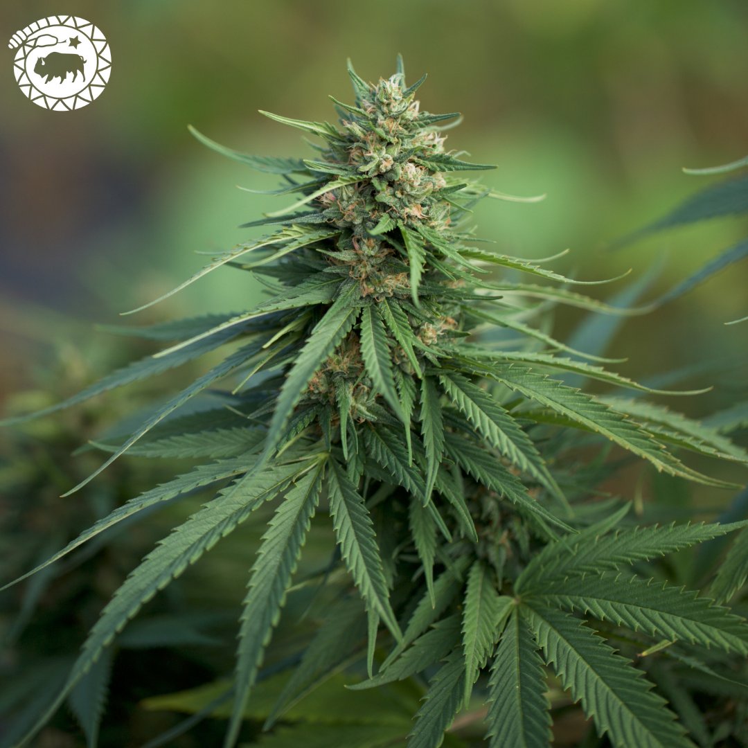 High Grade Hemp Seed tweet media