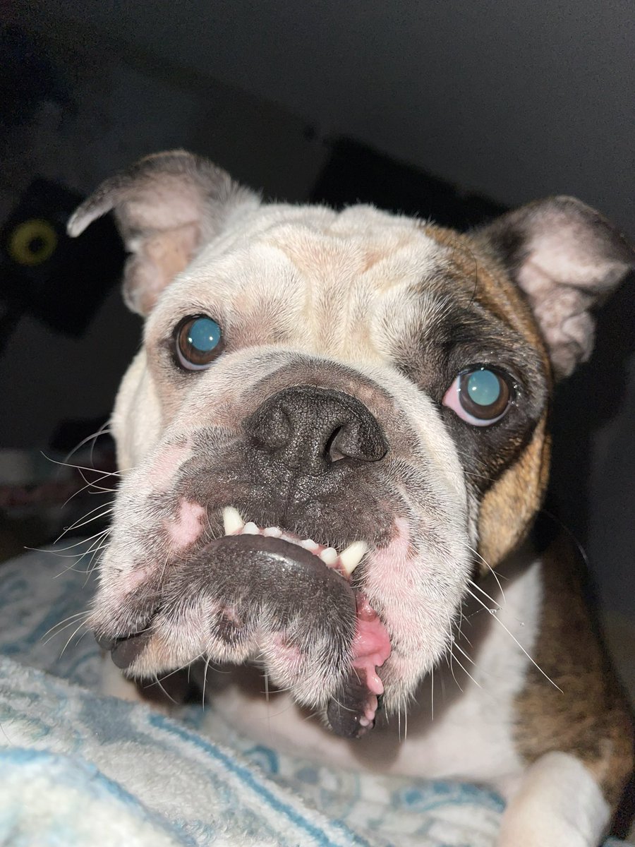 Stephaniiex05's tweet photo. What is personal space when you have an #englishbulldog https://t.co/ZOkq9TOrCX