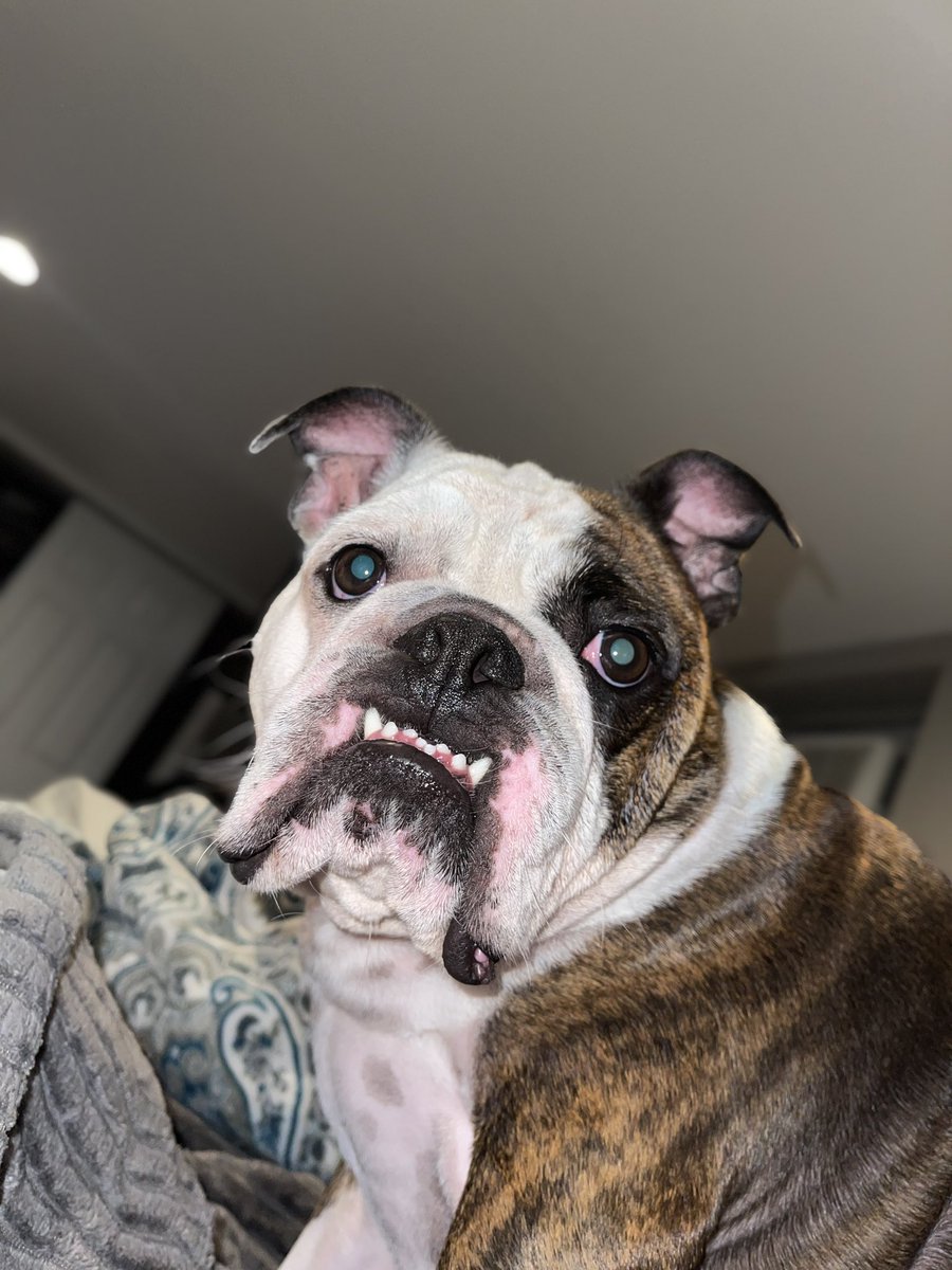 Stephaniiex05's tweet photo. What is personal space when you have an #englishbulldog https://t.co/ZOkq9TOrCX
