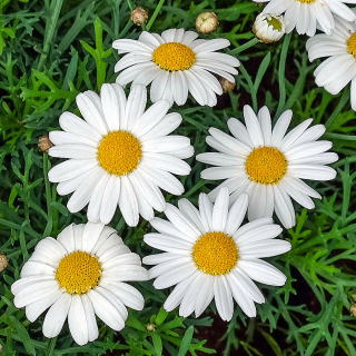 月闇のくじら Half Moon Lover 迂闊 マーガレットかデイジーかと迷ったのですが誕生花でしたね ちょっと愛花ちゃんと二人っきりで深夜にお花のお勉強してきます Twitter