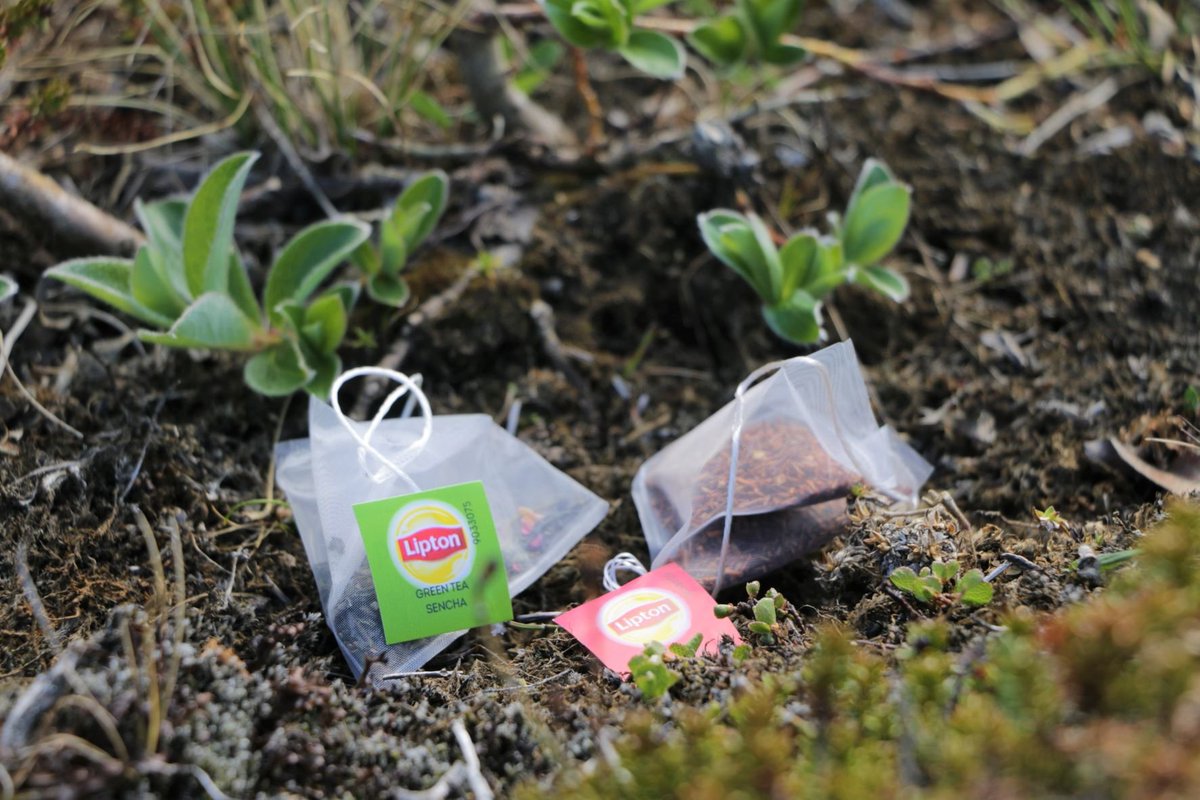 icbarrio's tweet image. Do you work in cold ecosystems where you manipulate the intensity of herbivory with exclosures? Help us plant some #teabags! Initiative coordinated by Maria Väisänen @UniOulu @uarctic @HerbivoryN  bit.ly/3lr9GnZ (photo by @katrin355)
