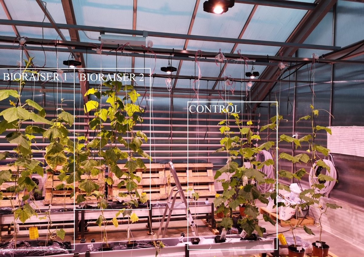 A look at an ongoing greenhouse trial with cucumber. The left plant is grown on a bed of BioRaiser, peat, and collected algae. The center plant receives only BioRaiser and peat. The control is grown on 100% peat and normal nutrions. #circulareconomy #recycling