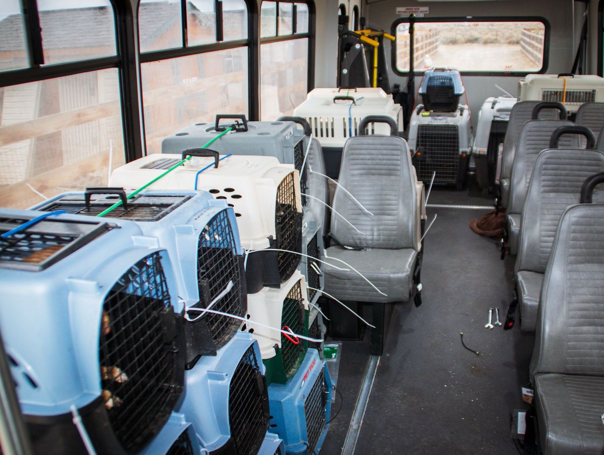 Marley's Mutts Dog Rescue tweet media