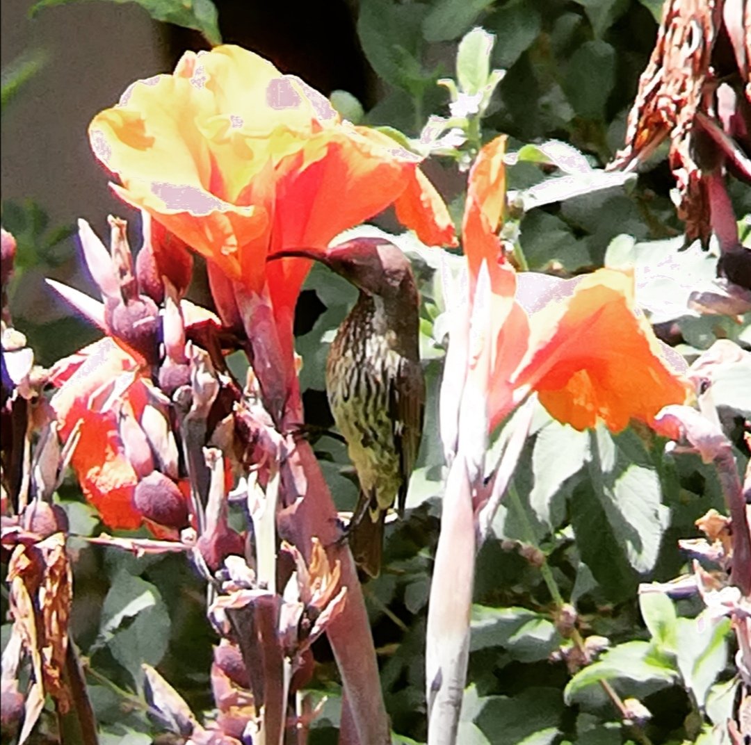 birdsonstamps's tweet photo. Female Marico Sunbird
#birdflower #bubidistrict #Matabeleland #Zimbabwe #BirdsSeenIn2021 #Lunchtimebirding https://t.co/lcg1j3eupD