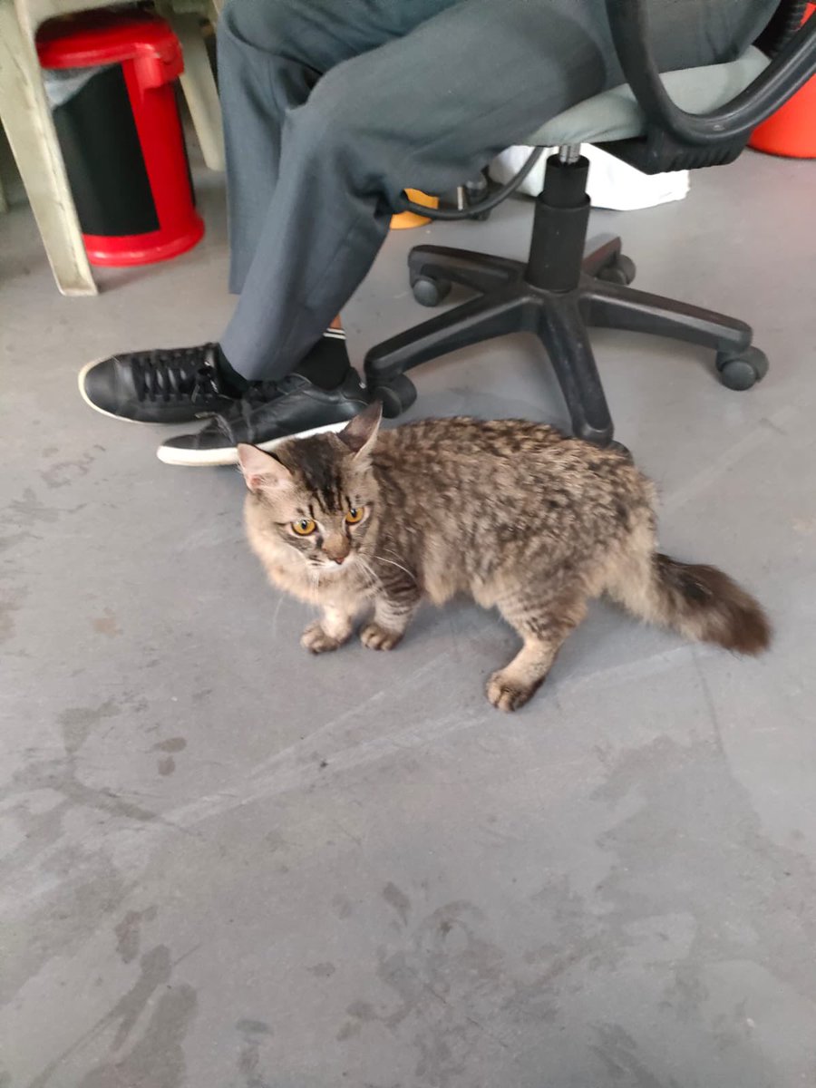 nrshrwn's tweet photo. Twitter pls do your thing! i lost my soon to be cat 3 days ago in CCK area. so my fellow cck peeps, pls keep a look out for this cat. still has no colar cos want to buy for him but he ran away :') i called him Tupai cos his tail stands up when he walks. Pls help me &amp; RETWEET 🥺🙏🏻 https://t.co/ZGnm8R0mSG