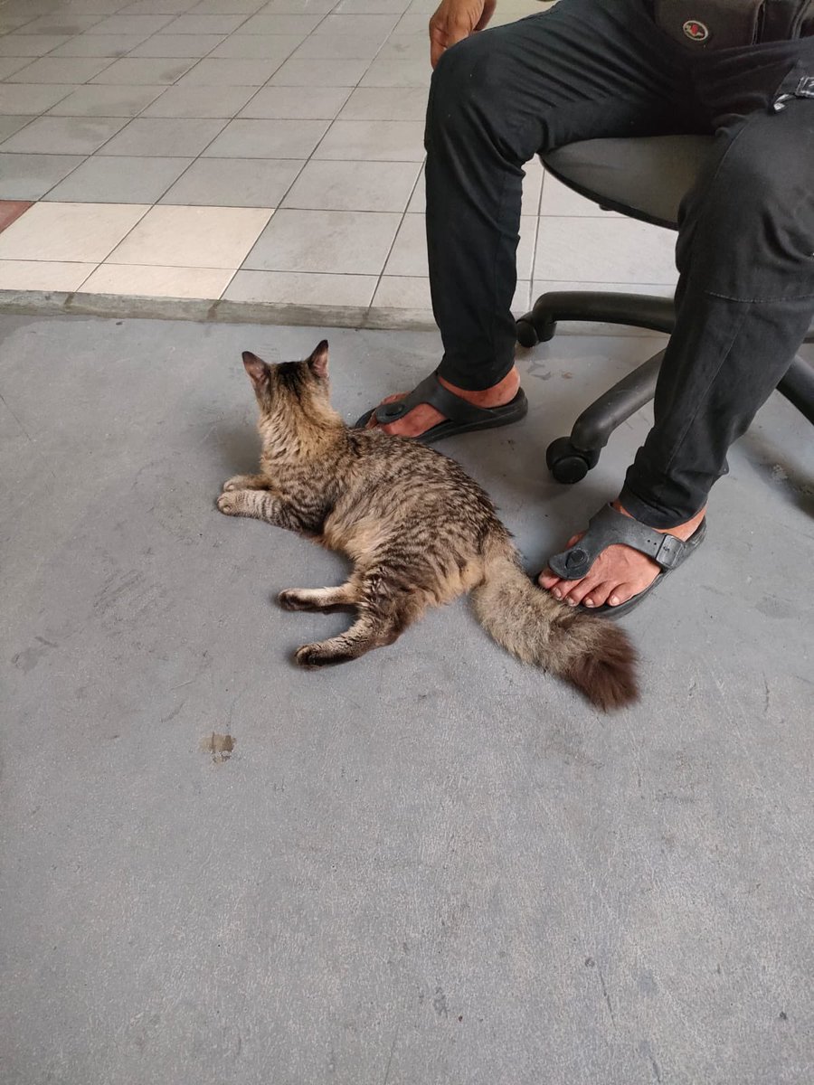 nrshrwn's tweet photo. Twitter pls do your thing! i lost my soon to be cat 3 days ago in CCK area. so my fellow cck peeps, pls keep a look out for this cat. still has no colar cos want to buy for him but he ran away :') i called him Tupai cos his tail stands up when he walks. Pls help me &amp; RETWEET 🥺🙏🏻 https://t.co/ZGnm8R0mSG