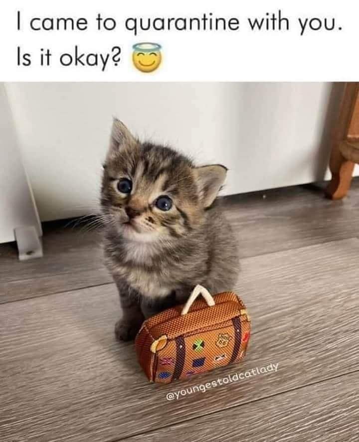 LecKaterina's tweet photo. Where would you go with this little guy?? How can you say no to that face??🥺🥺 What is your dream vacation destination? #actresslife #amazing #urdoinggreat #youbeyou #luvinlife #livetodaylikeitsurlastday #cutecatoftheday #vacationdestination #wholesome #thanksgivingbreak https://t.co/l8h5a1qYSX