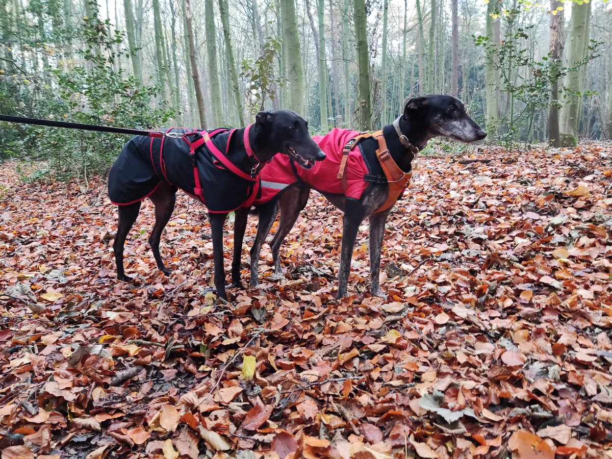 hounds_walker's tweet photo. Twins 🤔 @barksintheparks #Dogs #Dog #DogWalker #DogsAreLove #TwinDogs https://t.co/qVYdX79YoH