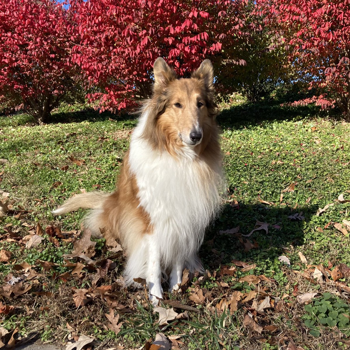 CollieCrusader's tweet photo. 2/2. The driver of the car must’ve thought mommy’s outfit was so 😹 laughable that he circled back for another 🎥 recording…so now the outrageous 👖 👟 outfit will be captured in perpetuity by the map 🗺 app! 

#wingedeuonymus  #burningbush #colorfulfall #roughcollie #roughday https://t.co/5LlHvtVR5N