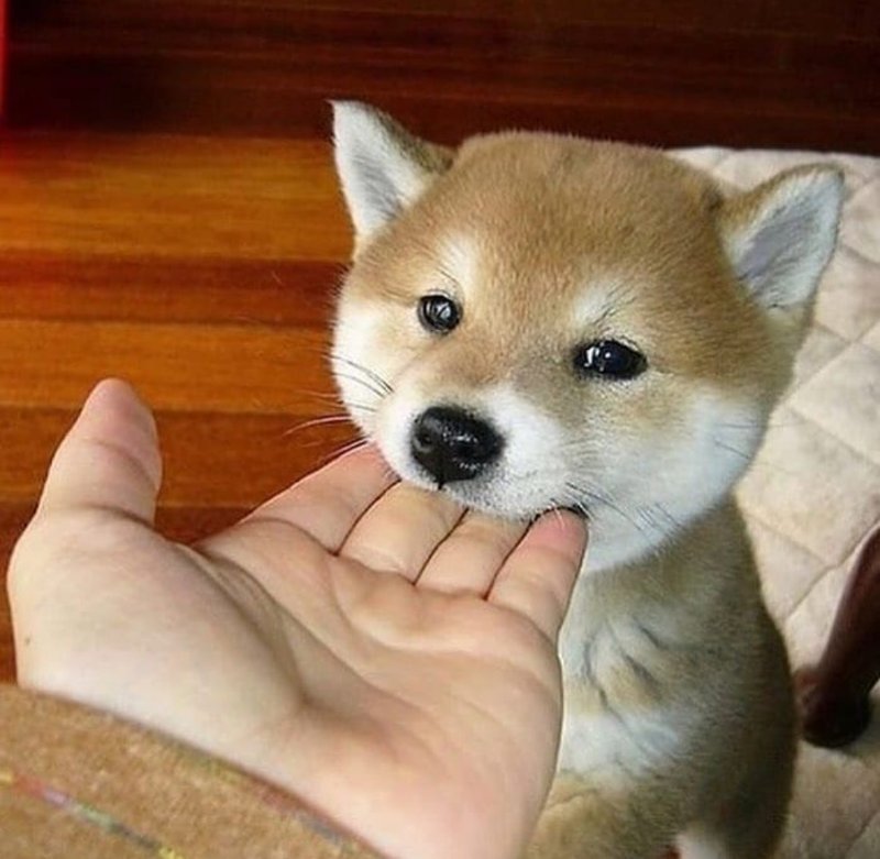 Shibainu4114u's tweet photo. @ShibaXanders #SHIB #SHIBA 😍😍😍 https://t.co/cO2W5ejIQa