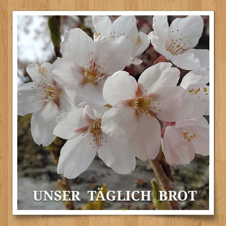 h_krawagna's tweet photo. 》》》 Ein dankbares Herz
https://t.co/ThYUdLrWS8

Hört nicht auf zu beten und Gott zu danken. 
Kolosser 4,2 

#AudioAndacht zu #Kolosser4:2
(#hmk_2511) https://t.co/CJNKiTglYC