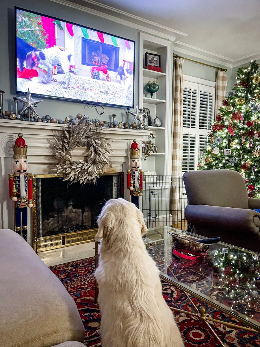 whodeymags's tweet photo. Well #puppiescrashchristmas on @hulu is everything we could have asked for…
#dogs #hulu #puppies #GoldenRetrievers https://t.co/u6J3z4kOZw