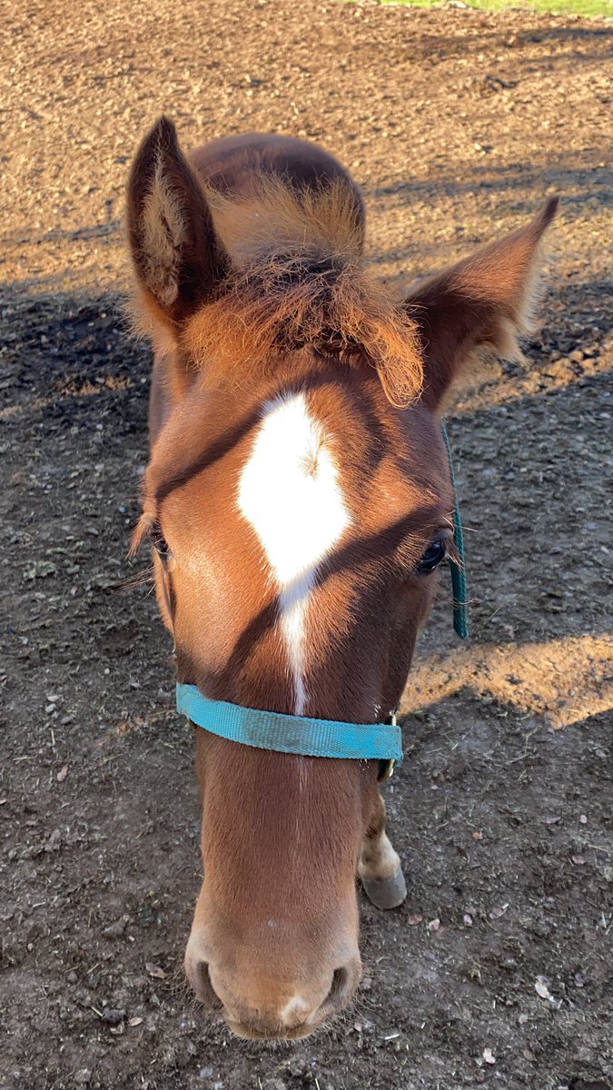bryanbagby3's tweet photo. @TutTuttle2 thank you!
Boogie got home yesterday. You’re awesome! https://t.co/Cf56FfT7Ku