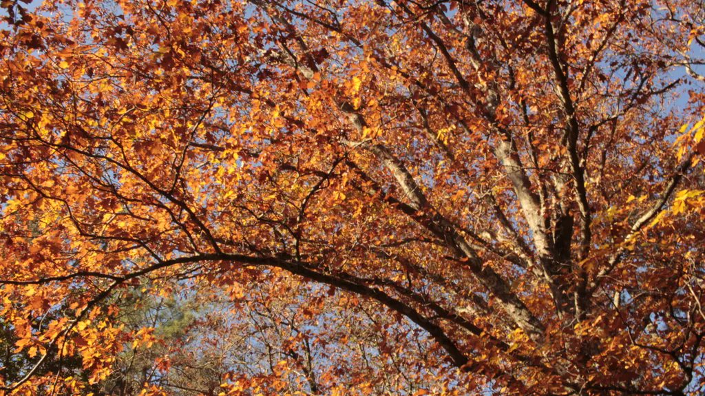 solnascente_eu's tweet photo. Autumn colors in a forest can be a spectacle. Especially if you walk out in those early morning hours when the light dances with the leaves. https://t.co/Y4hZtH3kFl