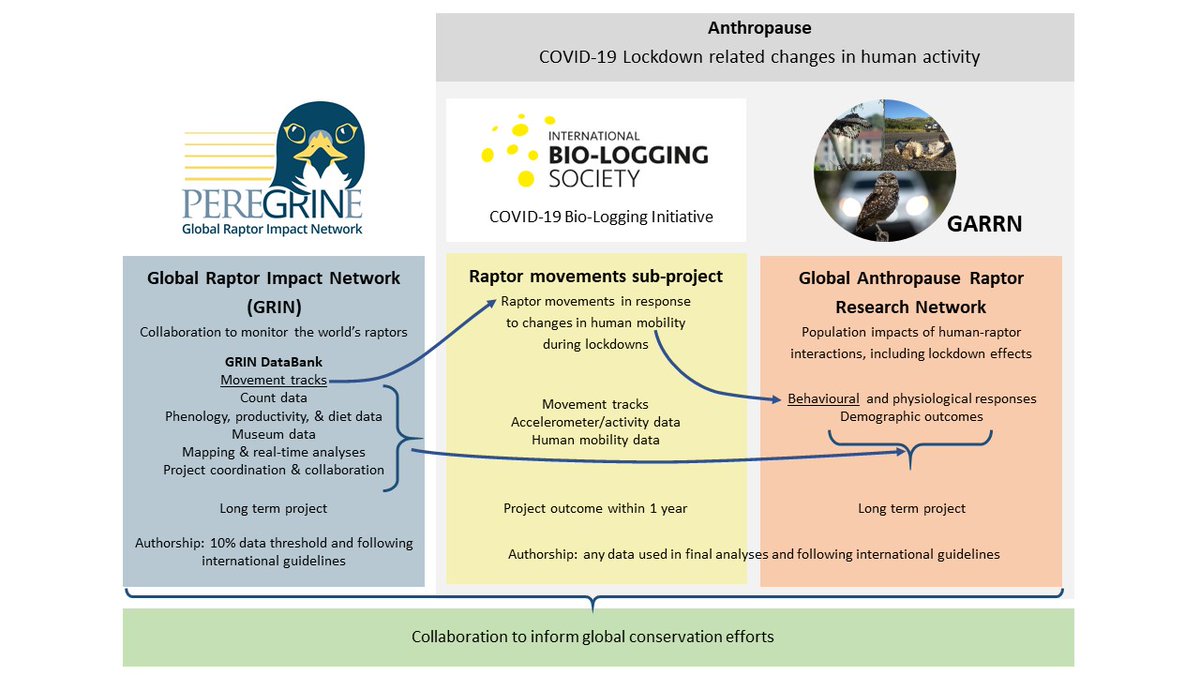 4/6 We’re also collaborating with @biologging and @anthroraptors to study the effects of the COVID-19 Anthropause on raptor ecology. So, by sharing data with them, you’ll also help the Global Raptor Impact Network (GRIN) monitor the world’s raptors! #BOUsci21 #SESH3